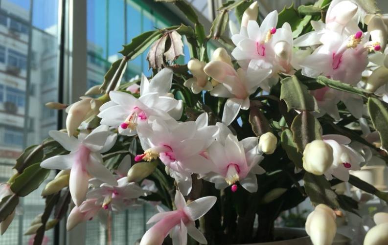 家里有个小窗台,摆上一种漂亮花,好养好看能开整个冬