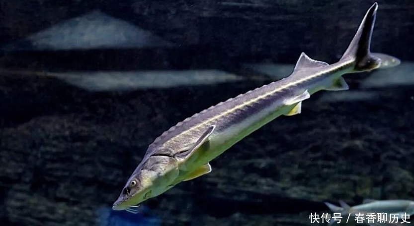 科学家一次“失误”,两个物种意外结合,创造了本不存在的新物种