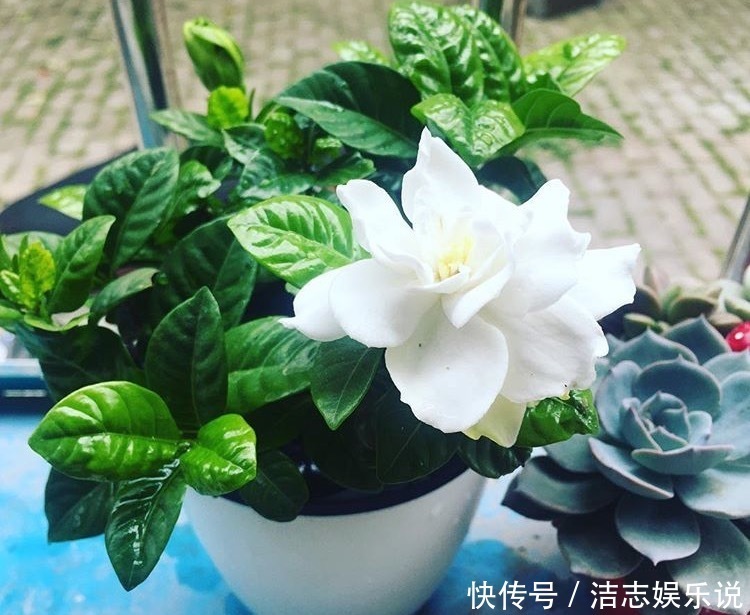 养护|栀子花养成“黄脸婆”,剪一刀、浇点酸水,20天叶片油绿、翠亮