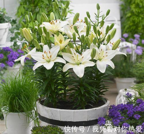 健康|3种花，再喜欢也别在室内养，会影响健康，家里养了赶紧搬出去