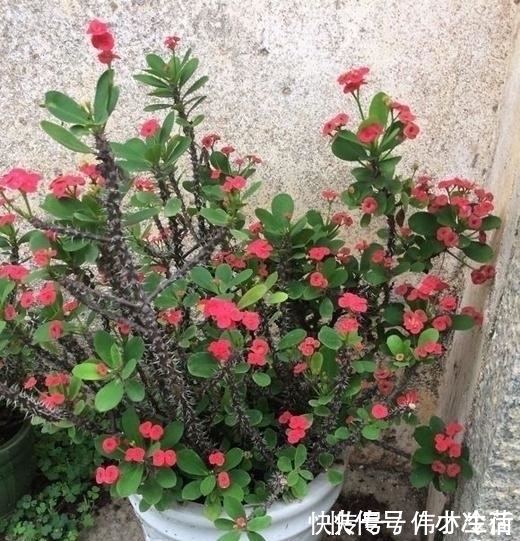 花卉|这5种花，不要钱也不能养，全都有毒，养了后悔都来不及