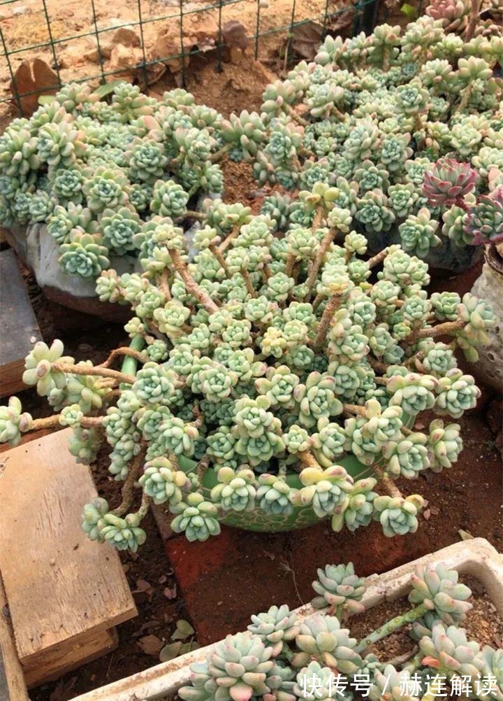 艾伦|姐姐养了9年的多肉,没有买肥就用它,个个长成精!