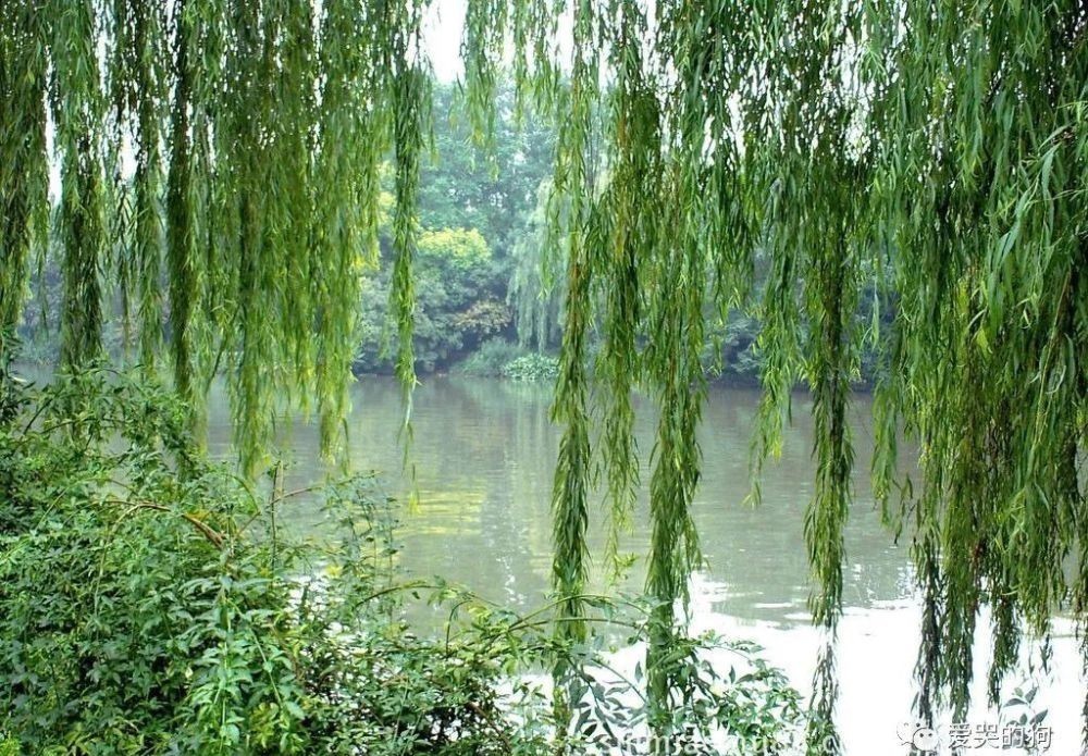 诗人|曾巩的咏物诗别具一格,这首经典的《咏柳》,每一句都有深意