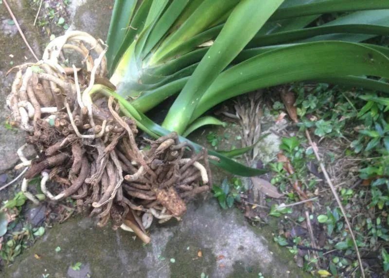 朋友|为啥很多朋友在家里养不好君子兰,有可能一开始就买错了