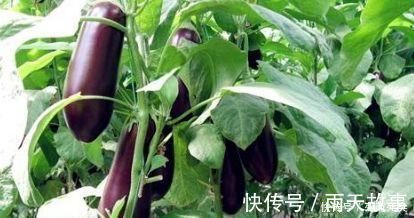 紫茄子|提个醒:茄子切不可和此物一起吃,吃了就是没事找事,早知早好