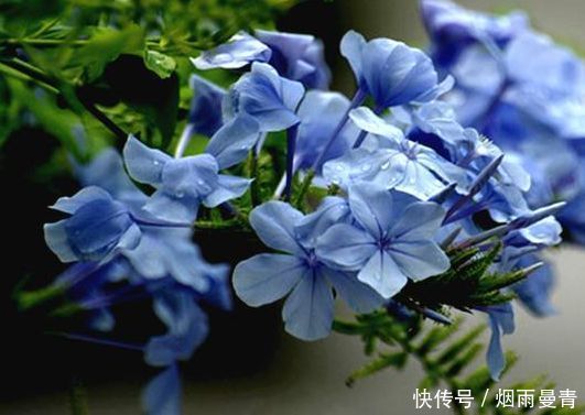 4种花高贵优雅,仙气十足,看了就让人沉醉