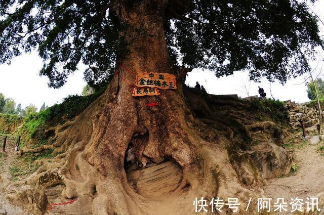 价值|院子里有空地，就种“四大名贵树”，越大价值越高