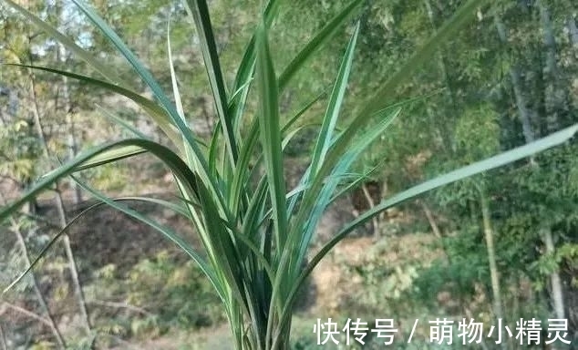 为什么说用细植料养兰花,更容易服盆成活?