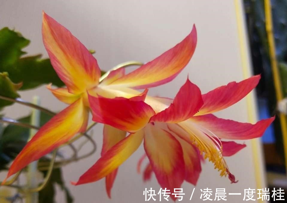 点心|夏季的蟹爪兰,养护时要“用点心”,秋冬季才能长得旺!