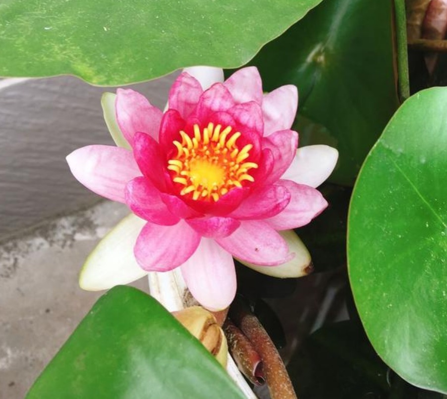 养花就养这几款,随便养都爆盆,花期长花量大,满屋飘香!