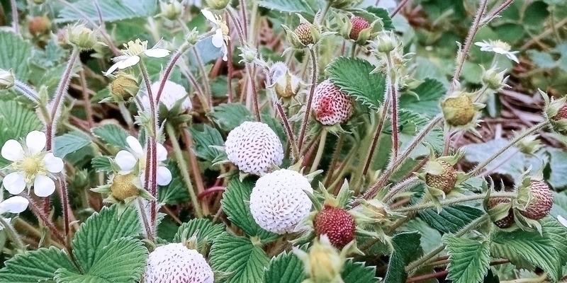 果肉|常误认含毒不能吃,却香甜如蜜,一斤卖30元,可惜农村少见