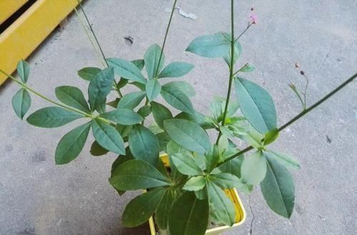 农村墙角这野草,被称为“土人参”,还拿它当菜吃,就太掉价了