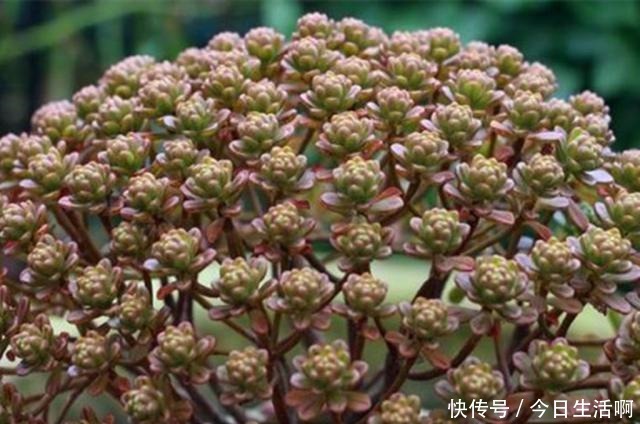 多肉长得快不快，土壤很关键，多肉分类配土的7种方法！