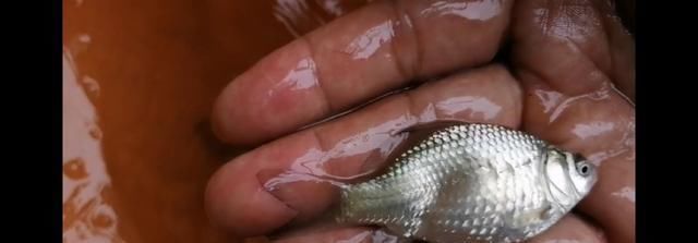 鱼钩|野钓时时有惊喜,闷杆钓居然上奇货,惊喜惊喜