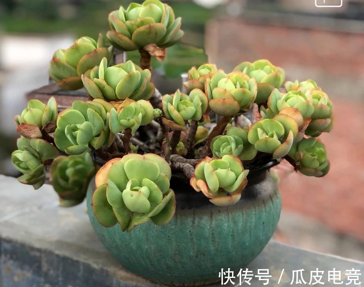 养多肉植物,注意三细节,轻松养成小胖墩,邻居看来都羡慕
