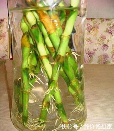 阿司匹林|什么黄豆水、淘米水都不如“这种水”,10天浇一次,叶绿花更旺