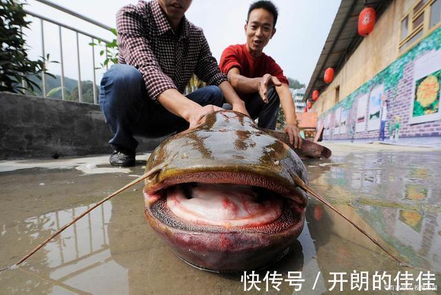 江西男子钓起“巨型鲶鱼”,网友调侃“鱼头比你的头还大”