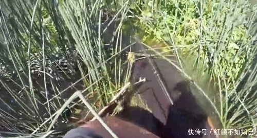 钓到大鱼，鱼挣扎时钻进水草里卡住了，扒开水草就得到，真羡慕