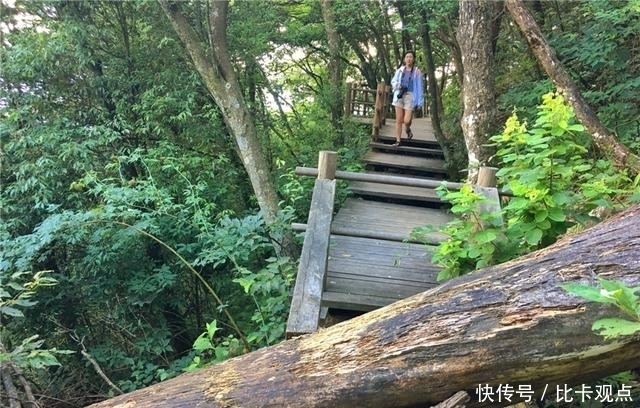 植物|天目山大树王国，全球仅存的五棵天目铁木都在这里