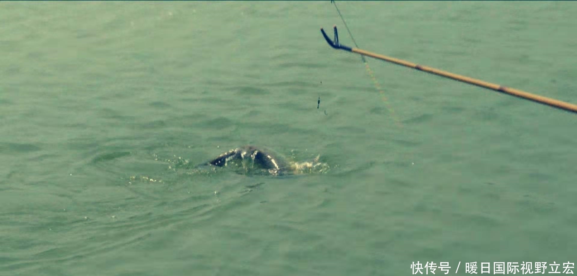 含氧量|夏季这4种天气,鱼口大开,不去钓鱼可惜了!