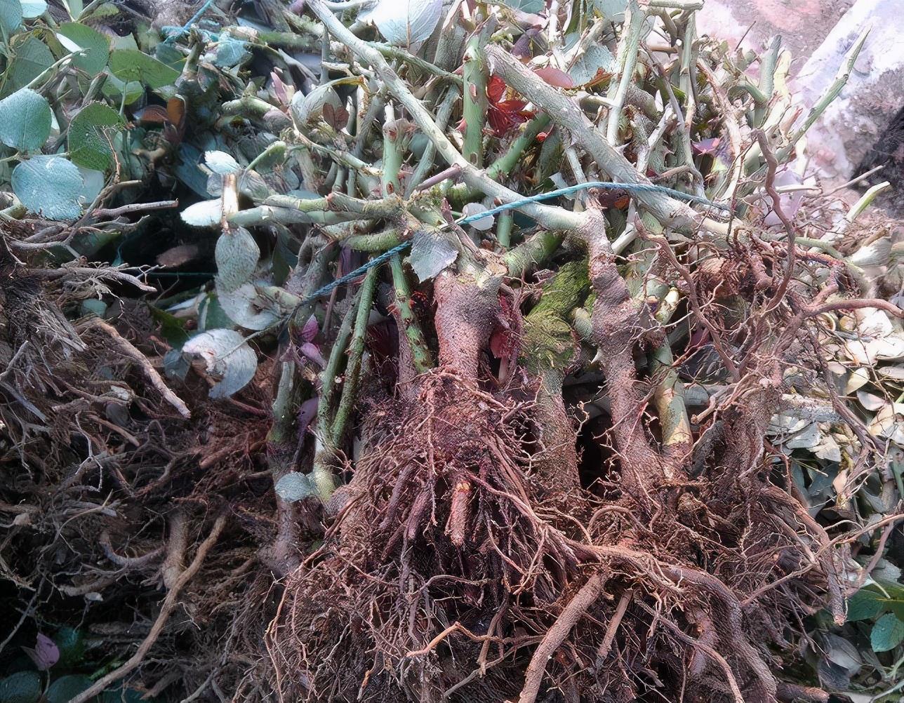 养花|养花新手买“老桩”,都被“割韭菜”,高手会省钱,专挑小的买