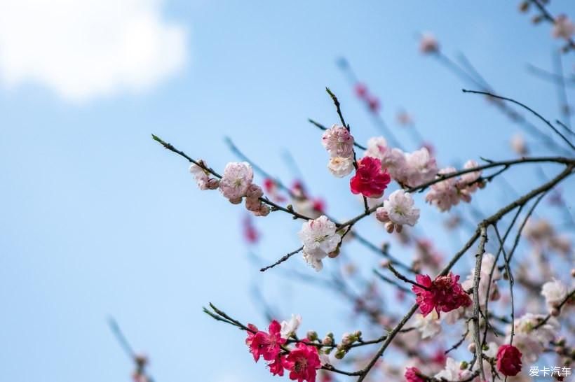 婺里看花花千姿、徽州古城美如画 - 自驾赏花之旅（一）