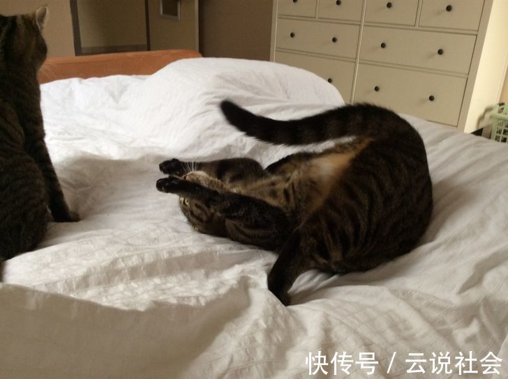 宠物|姿势比人类还专业?20个「宠物做瑜伽」的爆笑瞬间