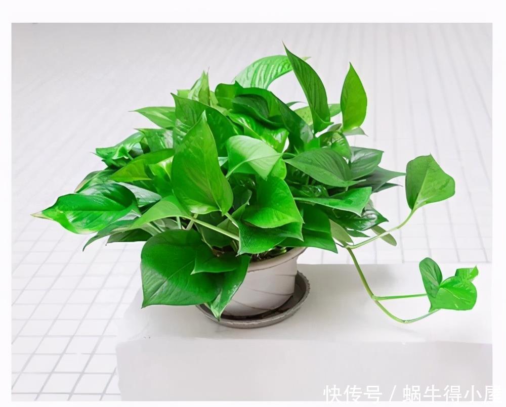 家家都养绿萝,有人却说“有毒”,别不信