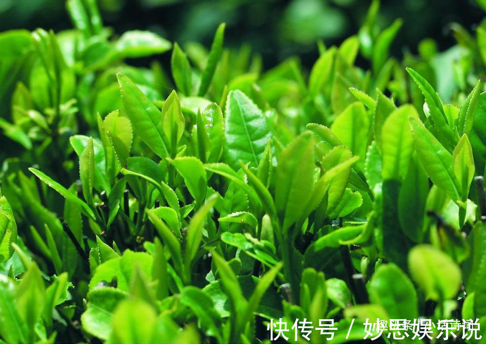 司马相如@宋代人如何饮茶?从黄庭坚的这首茶词中,看宋代饮茶方式与茶文化