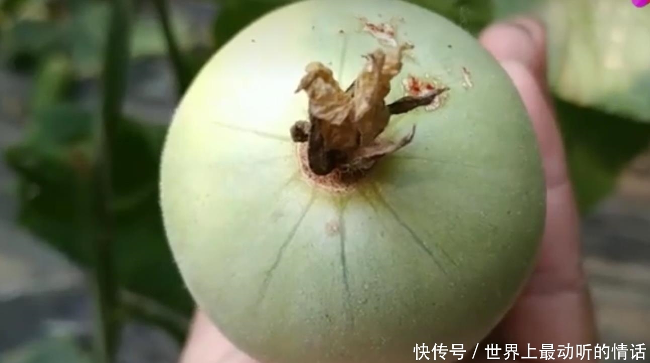 多汁|买羊角蜜时,记住这几招,挑选到的瓜香甜又多汁!