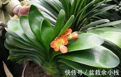 雪水|君子兰爱喝几种水,你做对了吗,来瞧一瞧吧