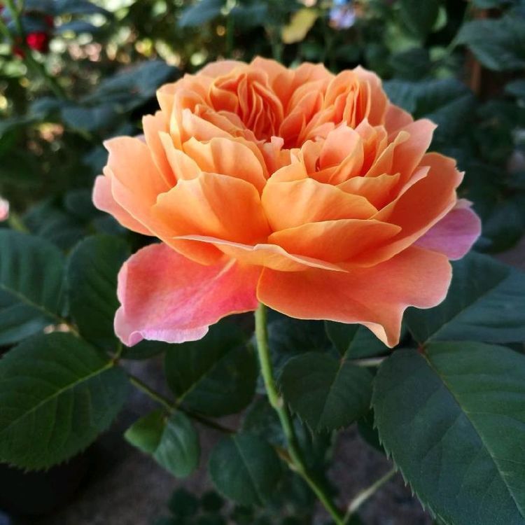 最漂亮的观花植物，气质不输牡丹花，花期达半年，是阳台盆栽佳品