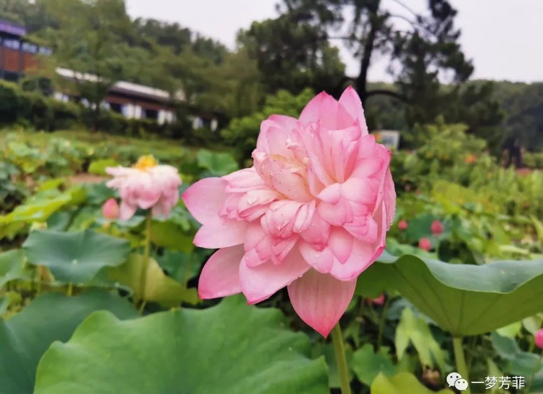 北坞|【一梦芳菲】夏行北坞公园