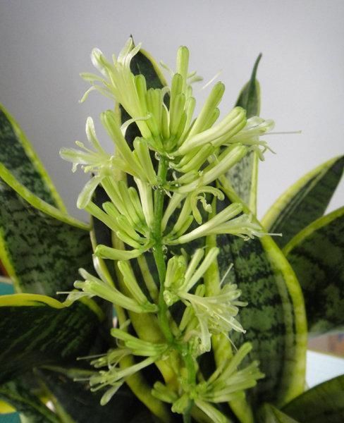 疯长|大户人家爱养“三植物”,一开花就有好事情,遇水疯长“寓意好”