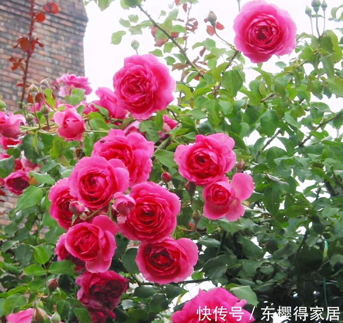 非常适合练手的4种藤本月季,长势强劲,开花量大,新手别错过