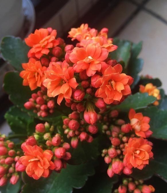 长寿花花期过后注意几点，下一次开花更大更好看，新手涨姿势