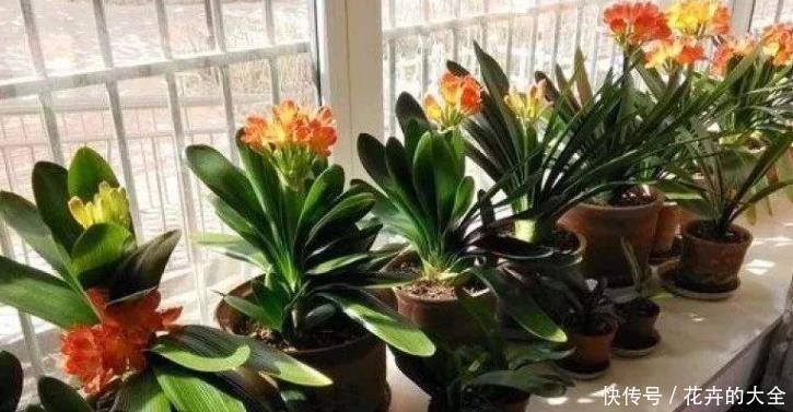 不宜|冬季君子兰入室,“3个位置”不宜摆放,容易黄叶不开花,切记!
