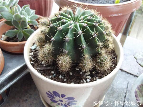 玉翁|5种“盆栽”,十天半月不理它,也能长,浇点水长爆盆,太省心了