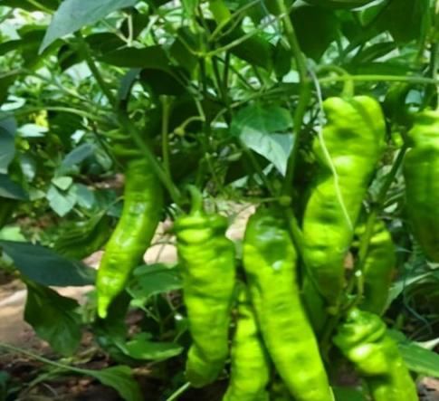 毒素|人到中年想长寿,立秋后推荐吃3种食物,软化血管,排毒素清污血