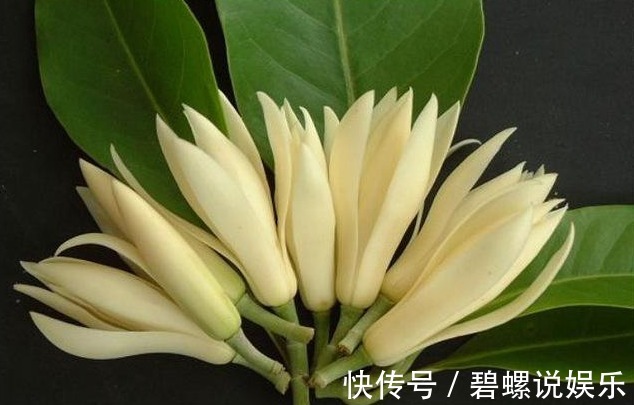 花友会|别再养绿萝了，此花沾土就活，观叶又赏花，一年能开200天！