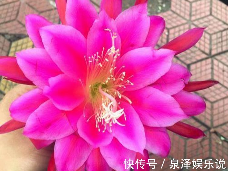 幸福|未来7天，桃花入心，红娘牵线，3星座牵手命定人，幸福到永久