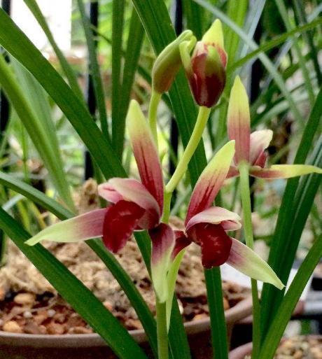 性价比最高的兰花,花色鲜红如鸡血,花香浓郁如香水,比绿萝好养