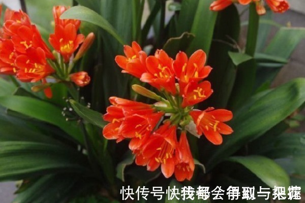 阳台上|养君子兰有3个“秘诀”,做好了,叶片蹭蹭“长不停”,花朵更艳