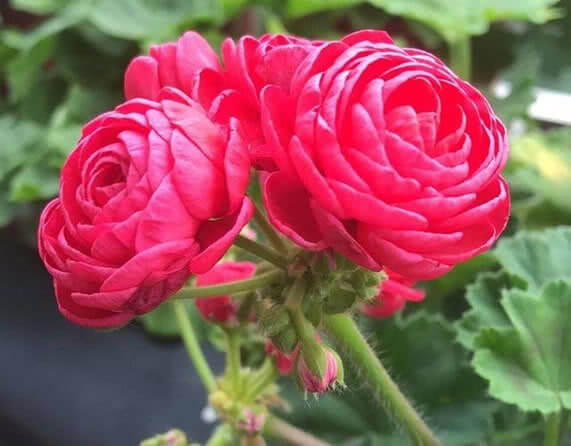 喜欢养花,不如养盆太阳花,颜色艳丽,开花多,耐热耐晒