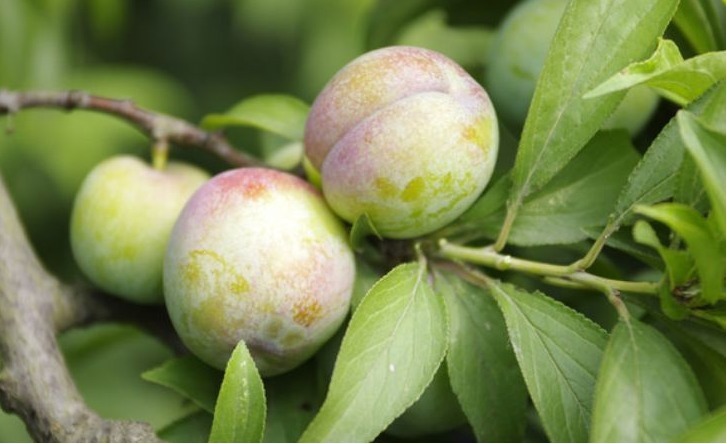 咳嗽痰多|立秋后，咳嗽痰多很难受，不妨多食此果，润肺止咳，降血压