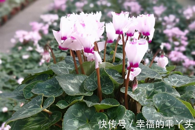 冬天养4盆花，浇水很关键，管住手才能多开花，你了解嘛