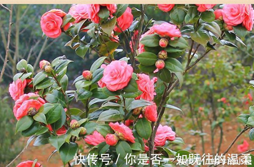 花卉|世上最美最香的两种花,美如西施,香过桂花,养殖简单又容易