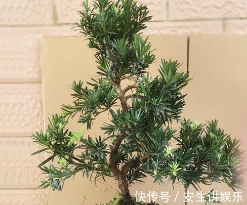 种花|阳台再小,也要养3种花,小盆就能养,盆小水少长得快!