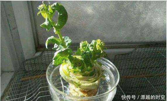 盆栽|5种蔬菜吃完可别扔,菜叶放水里可再生,几乎不用管,还可当盆栽