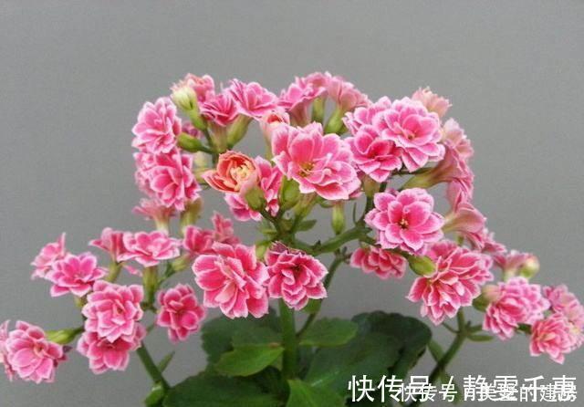 明亮处|养花烂根了,全扔掉?别,一个小方法立马满血复活